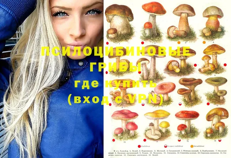 МЕГА ссылки  Ветлуга  Псилоцибиновые грибы Psilocybe  магазин   